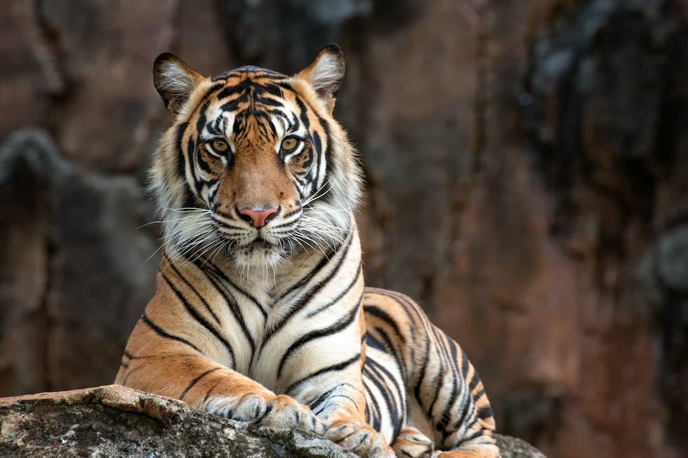 3. Tigerens år Kinesisk stjernetegn: Tiger